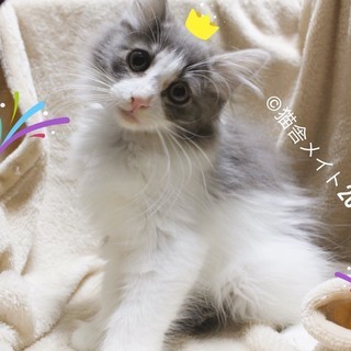 猫好きな女性大募集！【アルバイト・パート】の画像