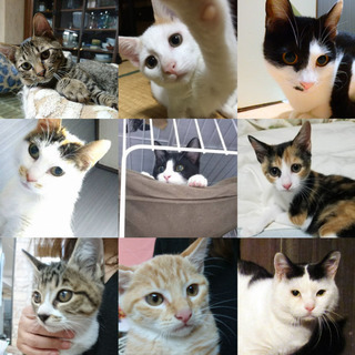 ☆可愛い保護猫の譲渡会開催☆