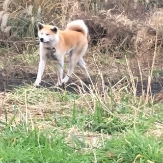 秋田犬雌