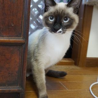 生後６か月くらい　メス　警戒心が強いですが、遊んでもらうのが大好...
