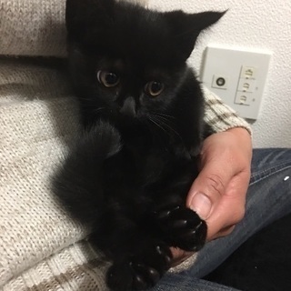 丸顔のパッチリお目め黒猫ちゃん