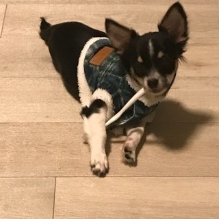 ♡犬友達募集♡