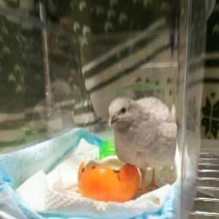 里親募集しています。