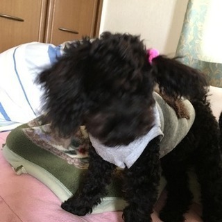 犬友達 募集です🐶