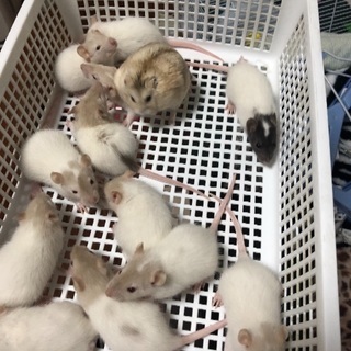 ラットちゃんの里親さん募集です