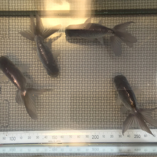 【里親さん決まりました】金魚（青秋錦、青水泡眼、黒水泡眼）7匹の画像