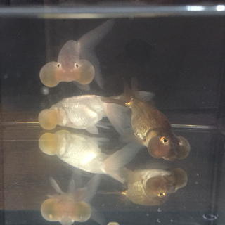 【里親さん決まりました】金魚（青秋錦、青水泡眼、黒水泡眼）7匹 − 東京都
