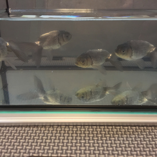 【里親さん決まりました】金魚（青秋錦、青水泡眼、黒水泡眼）7匹 - 大田区