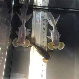 【里親さん決まりました】金魚（青秋錦、青水泡眼、黒水泡眼）7匹 - その他