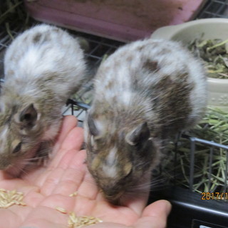デグーの里親を募集いたします。　母娘で飼って頂ける方を希望します。