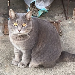 迷い猫