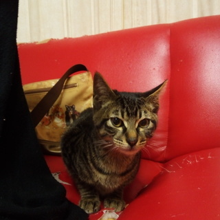 しま模様の子猫(オス）保護してます。