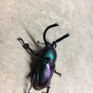 佐賀県内虫友募集