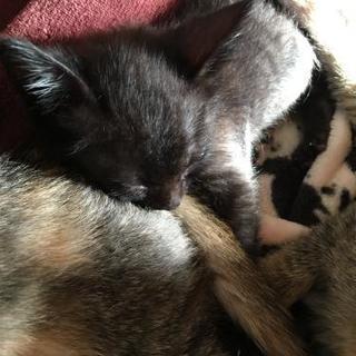 約２ヶ月の子猫です(*^^*)