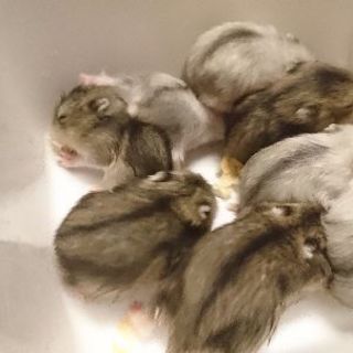 ✨ハムスター飼ってくれる方✨