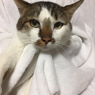 約2歳 猫より人がスキ！甘えん坊　♂シロ吉くん