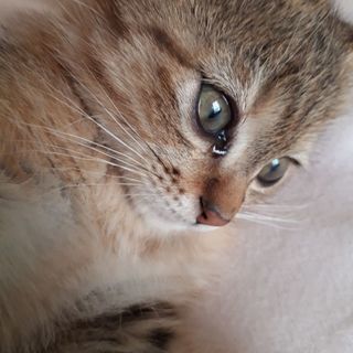 抱っこが大好き赤ちゃん子猫オス2ヵ月