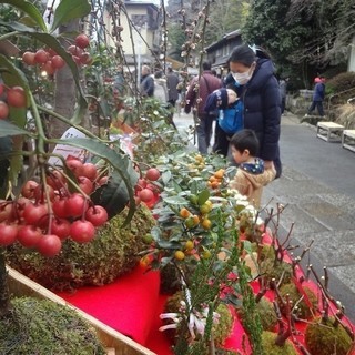 【急募】苔玉販売スタッフ【井之頭公園すぐ】