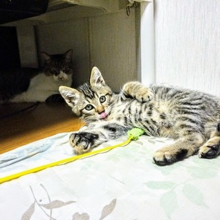 雄の子猫　里親募集 - 里親募集