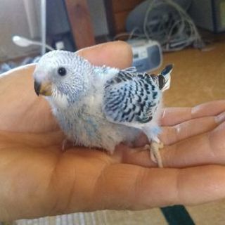 セキセイインコの赤ちゃん