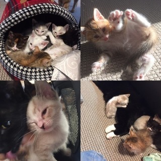 子猫の里親さん募集中 − 北海道