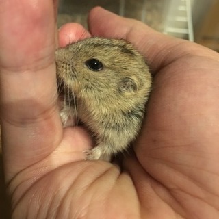 ステップレミング 里親