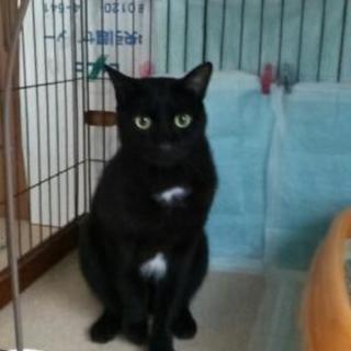 【里親さん決定致しました❗】黒猫 ボブ君✨ 二歳位 甘えん坊です🎵