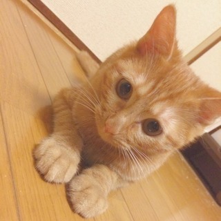 29年3月産まれ 茶トラ♀