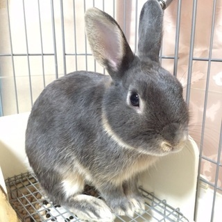 可愛がってくれる方募集します(´･ω･`)