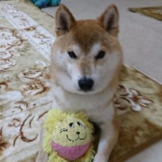 犬の保護・預り🌟U^ェ^U🌟