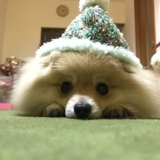 犬友募集✩︎⡱