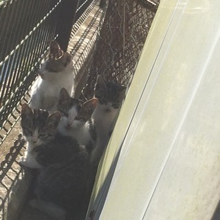 里親募集！人懐っこい子猫です