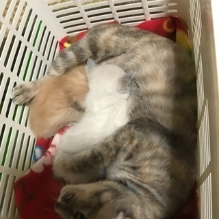 ありがとうございました。