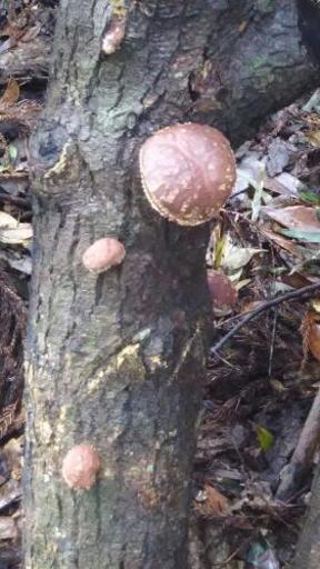 原木しいたけ(ナラ .椎)キノコ栽培の原木