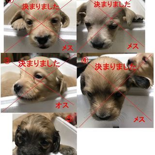 ダックス・パグのミックス 11月2日生まれの5兄弟です。