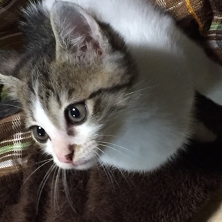飼い主さんが決まりました。ありがとうございました。