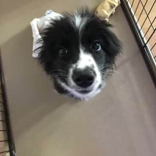 ボーダーコリー引き取ってください