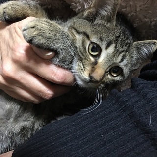 ちょっとビビリな男の子生後4ヶ月ぐらい