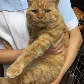 ぶさかわいい茶トラの成猫どらっきー