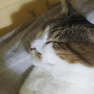 人間関係が苦手で寂しがり屋の人見知りする方と