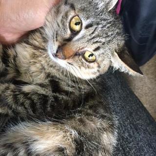 里親になってくださる方！　生後２～3ヵ月　オス　子猫　キジトラ