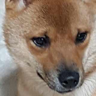 犬友募集(^o^)v