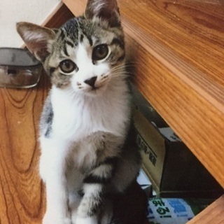 実家の子猫です