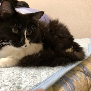 捨て猫ちゃん里親募集中 生後7ヶ月の姉妹、一匹からでもどうぞ！ - 里親募集
