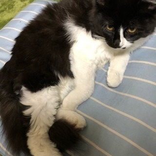 捨て猫ちゃん里親募集中 生後7ヶ月の姉妹、一匹からでもどうぞ！ - 猫