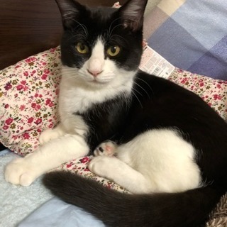 捨て猫ちゃん里親募集中 生後7ヶ月の姉妹、一匹からでもどうぞ！ - 高梁市