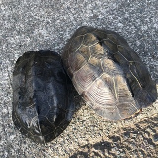 ゼニガメ（クサガメ）里親