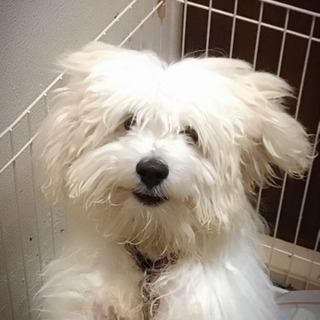 4ヶ月のふわふわMix 保護犬