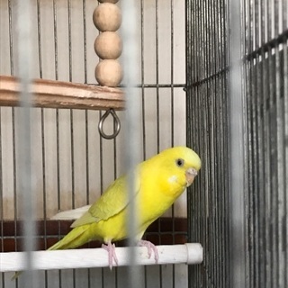 可愛いインコ