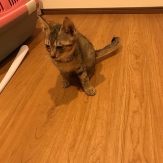 ☆9月3日生まれの仲良し兄弟☆残り1匹となりました。